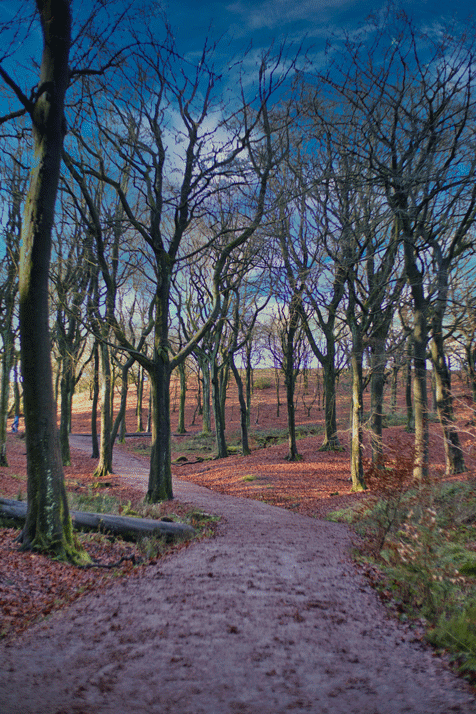 Winter Walks blog - Woods