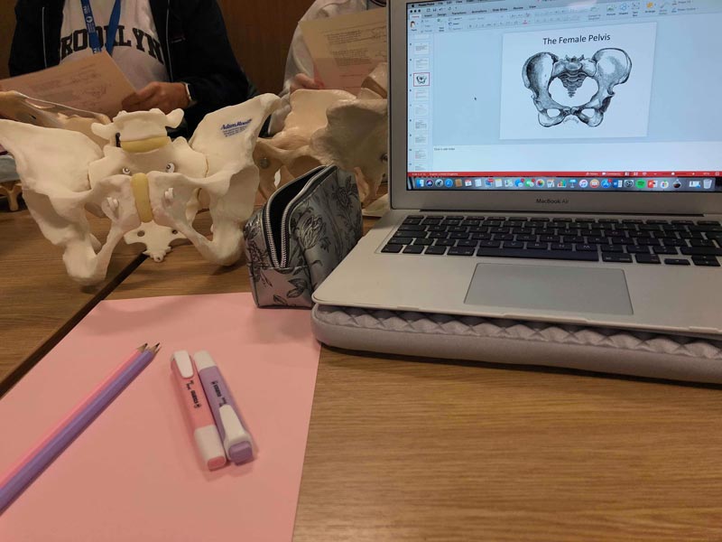 A photo of a students workstation with pens, a laptop and a model of a female pelvis.