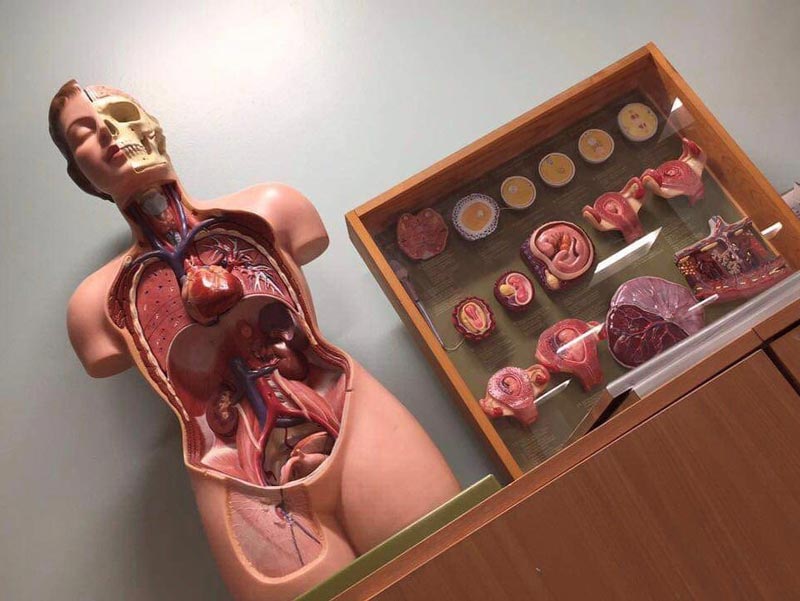 A photo of a model of the female body with separate parts.