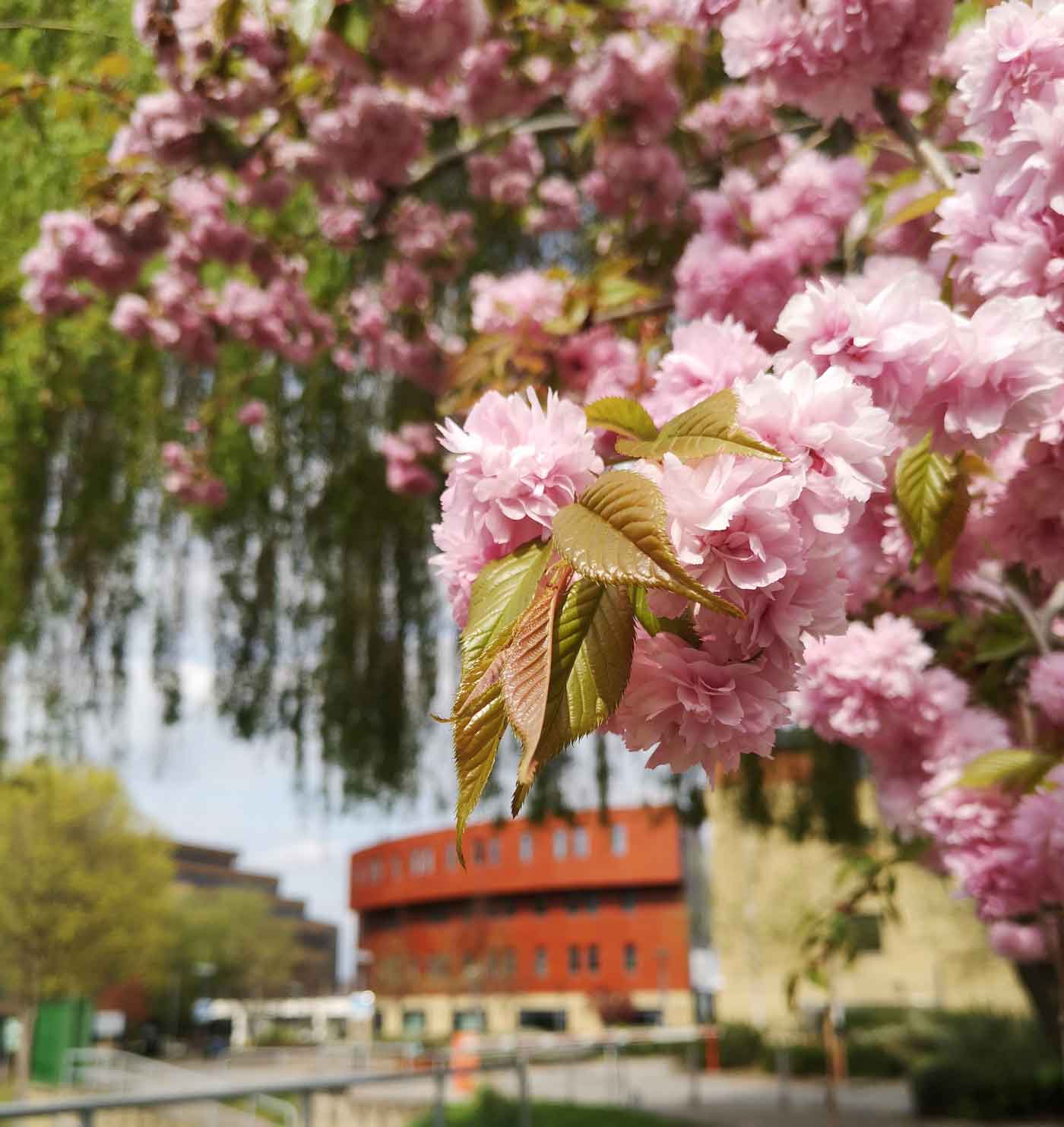 Blossoms over campus