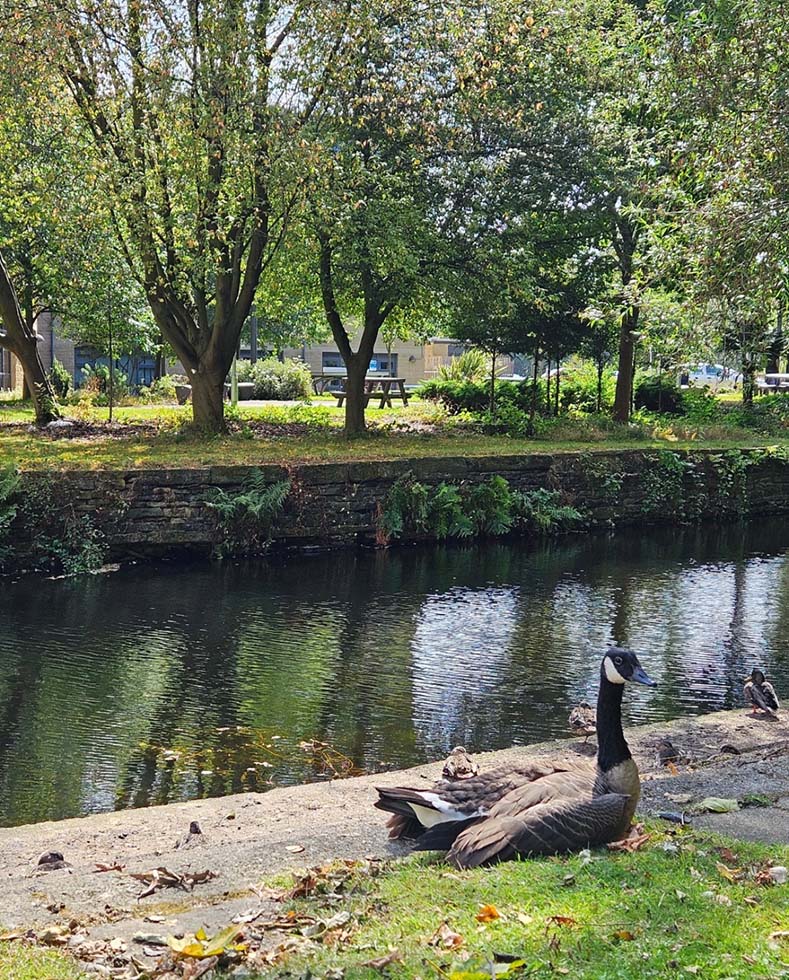 A goose rests by a the Huddersfield Narrow canal at the University of Huddersfield surrounded by lush green trees and a park bench in the background.