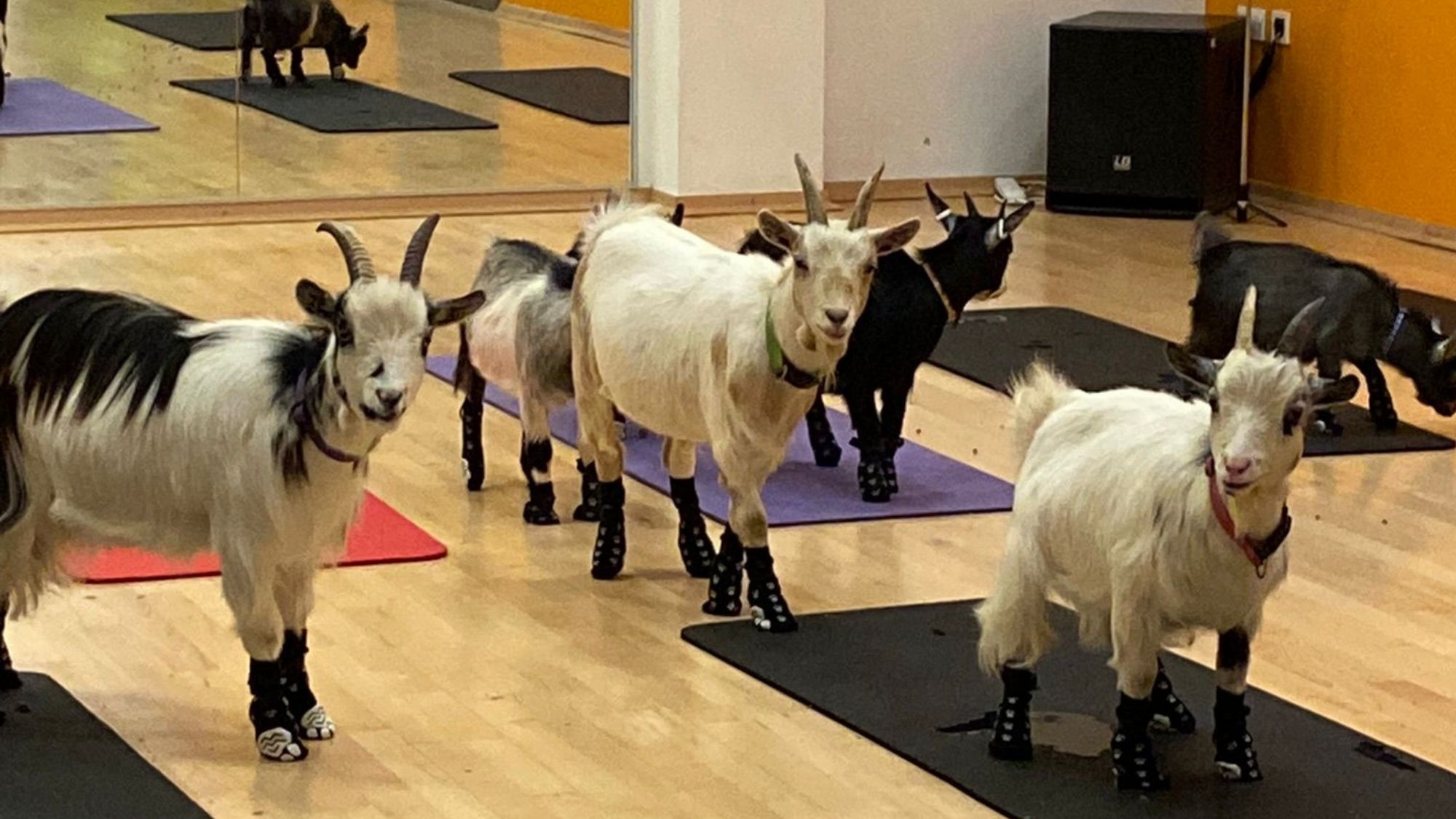 Small goats wearing shoes in a yoga studio, surrounded by gym mats