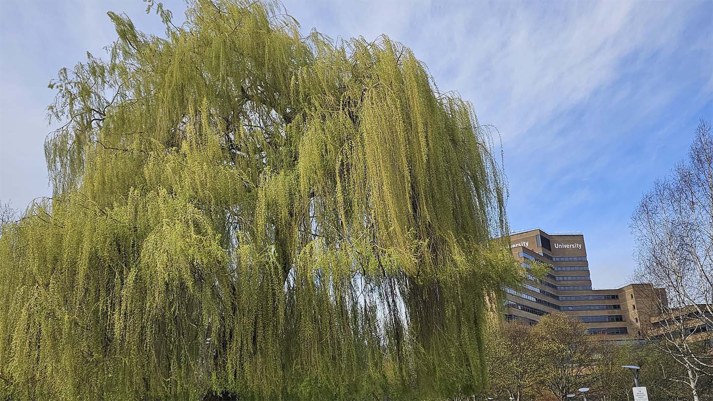 A large willow tree with cascading branches in the foreground, set against a partially cloudy sky. In the background, a building with