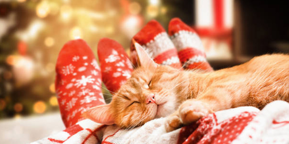 A cat lying on two pairs of legs
