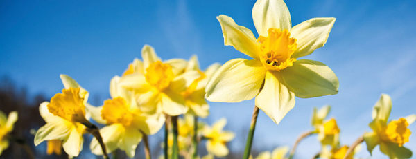 Coronavirus lockdown – yet many seek to escape to the country… why? Behavourial scientist Dr Chris Cameron explains