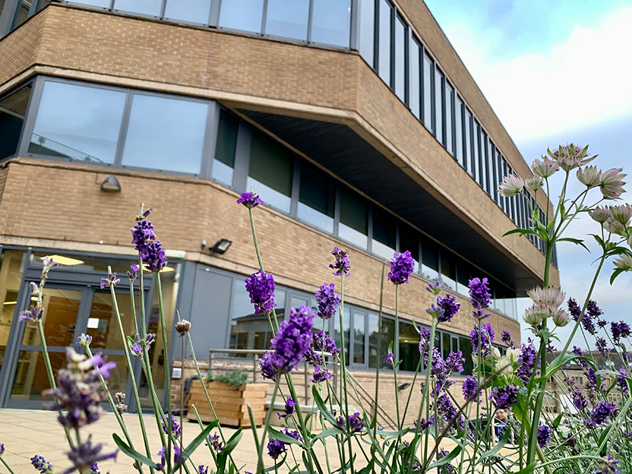 A close-up shot of some bright flowers with a campus building in the background.