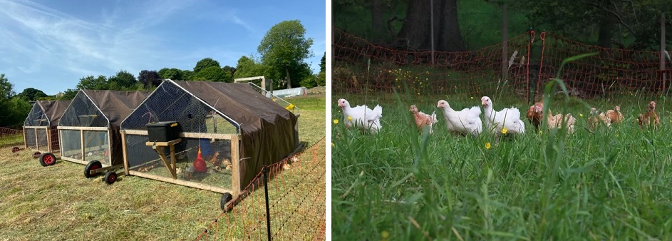 Merged chickens and greenhouse photos