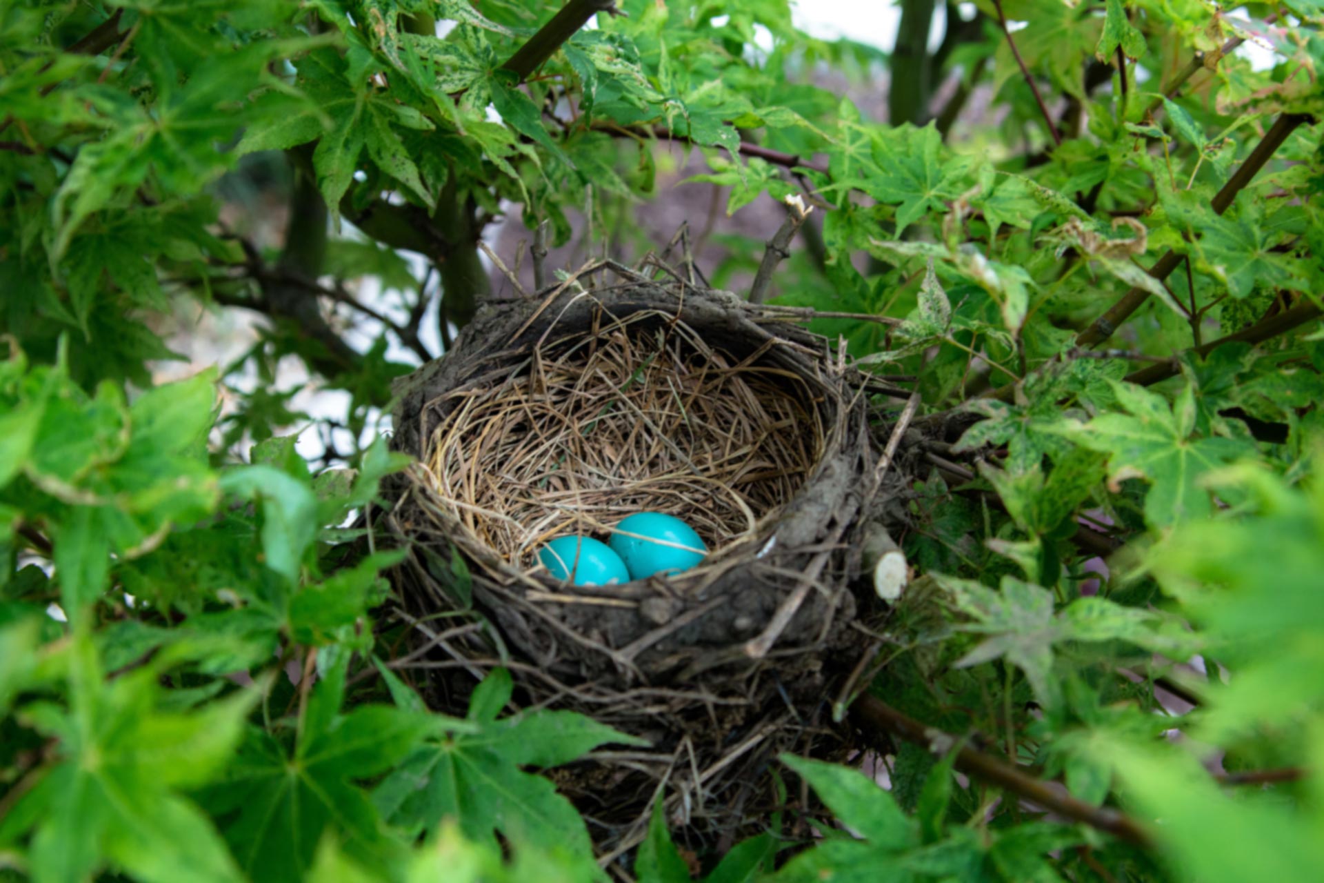 A nest with 2 blue eggs inside.